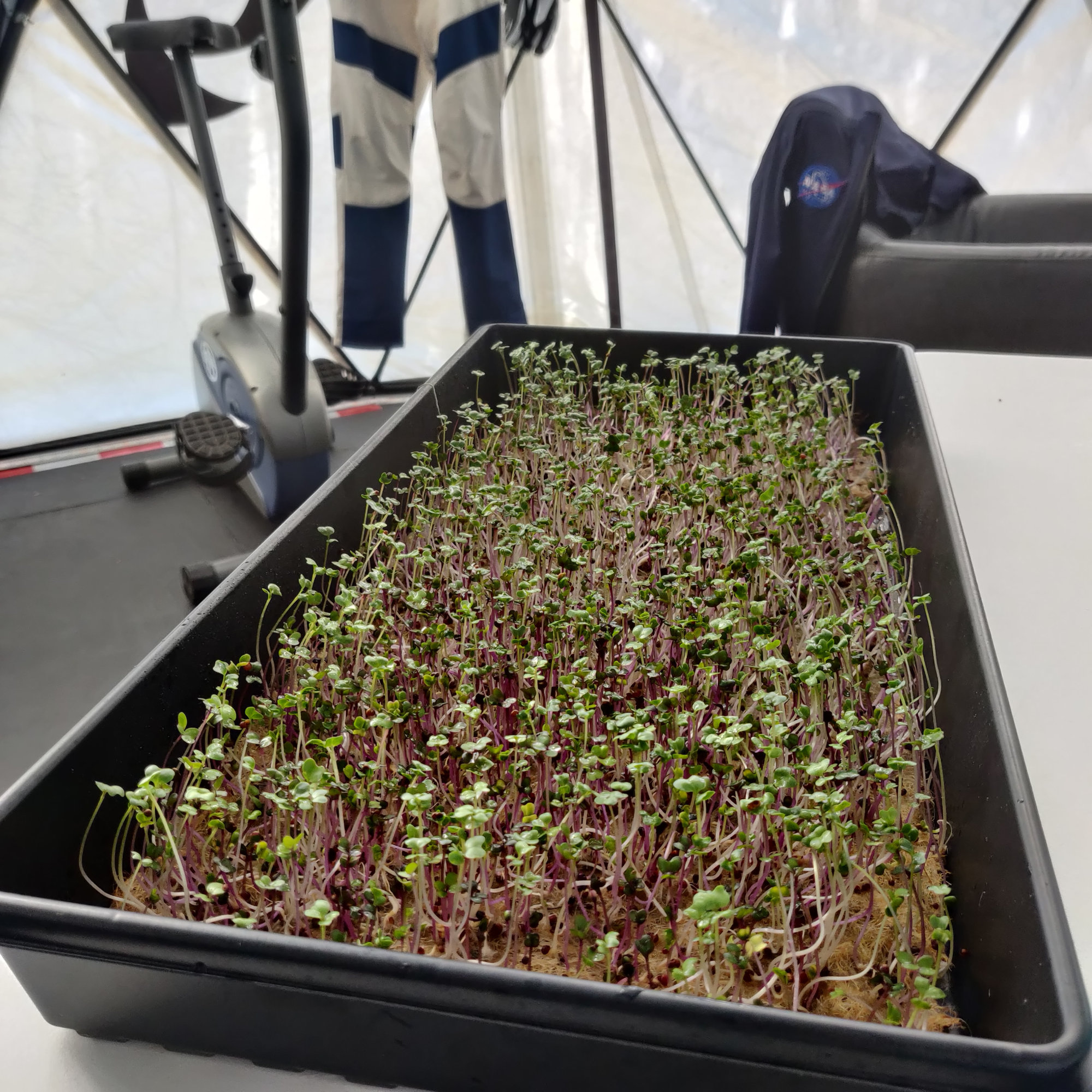 Microgreens